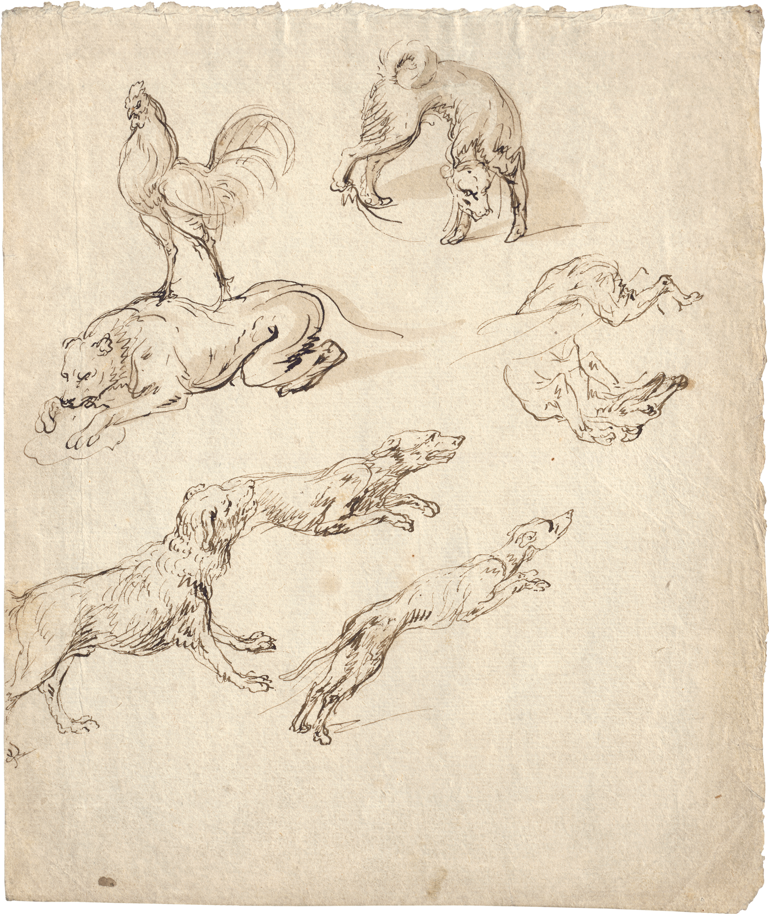 13 Snyders drawing Study Sheet with Hunting Dogs and a Cock